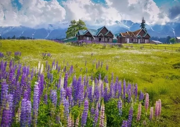 Kashmir Honeymoon Special