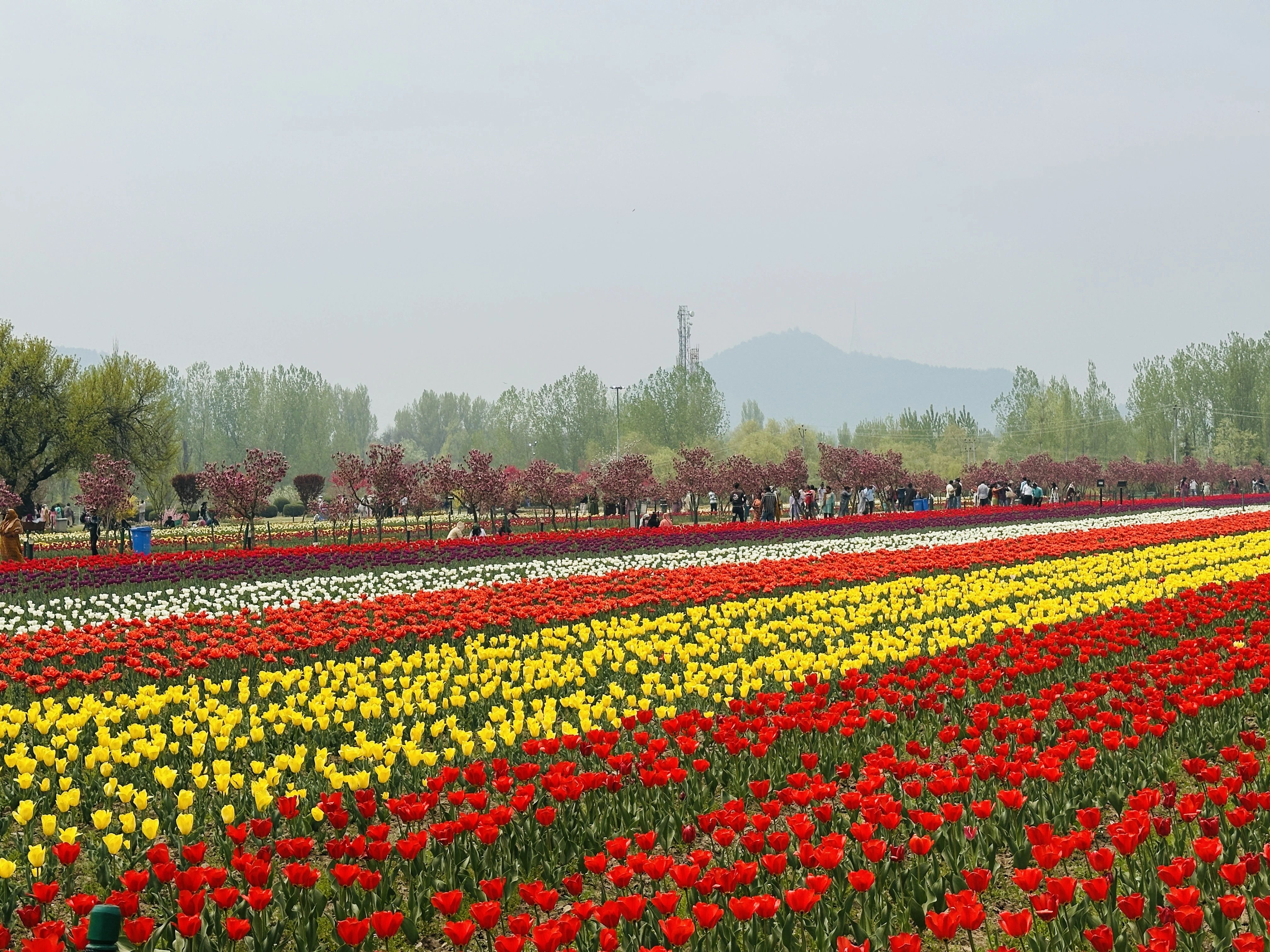 KASHMIR HONEYMOON SPECAIL